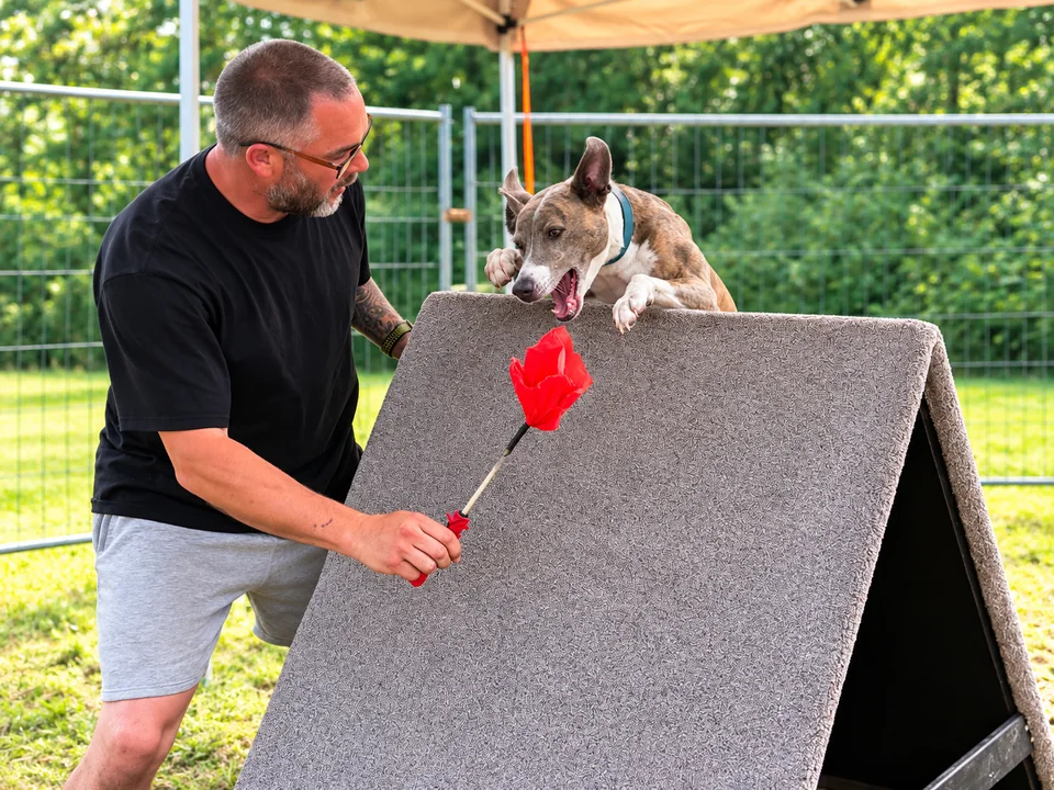 A-Frame dog on the obstacle