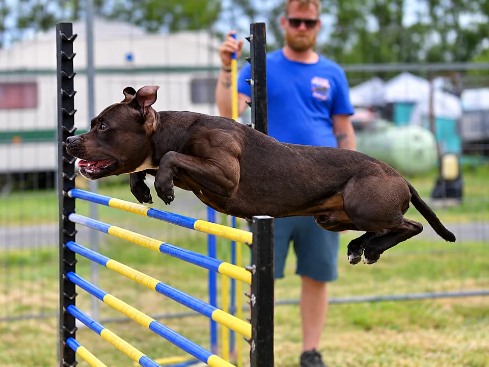 Hedge jump dog clearing the bars